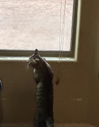 Lost Male Cat last seen Near W tulip ln maricopa az 85139, Maricopa, AZ 85139
