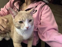 Lost Male Cat last seen in the neighborhood, Walnut, CA 91789