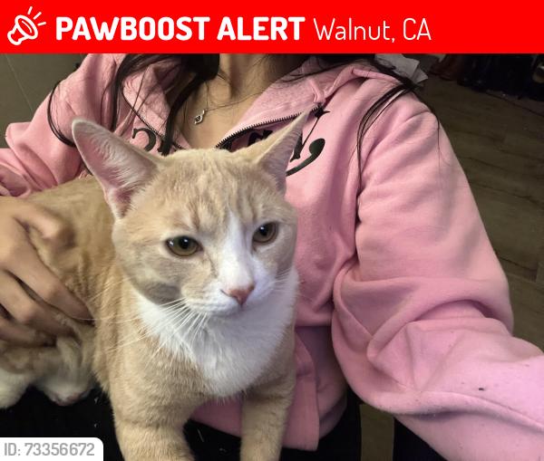 Lost Male Cat last seen in the neighborhood, Walnut, CA 91789