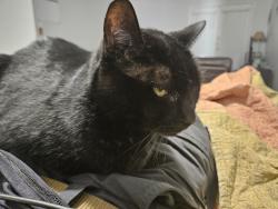 Lost Female Cat last seen Parkside apmts, Austin, TX 78750