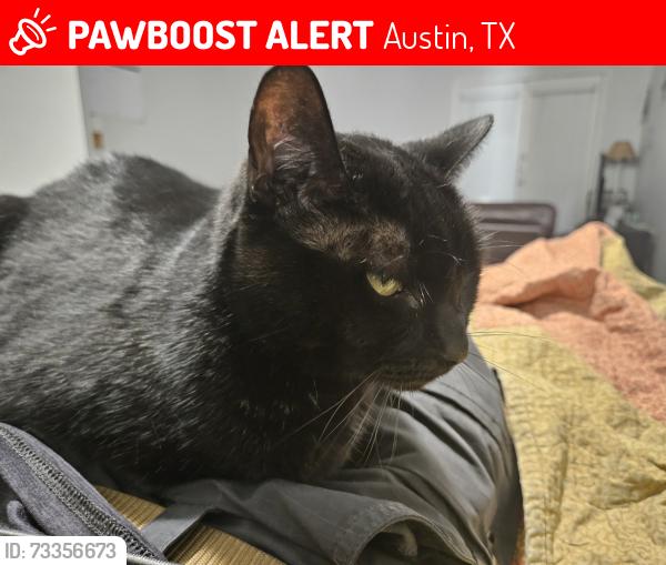 Lost Female Cat last seen Parkside apmts, Austin, TX 78750