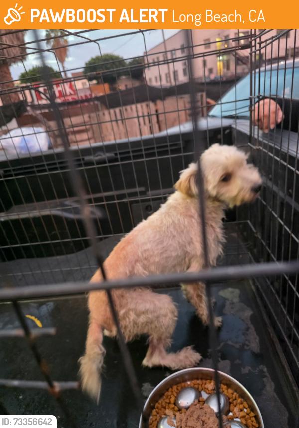 Found/Stray Male Dog last seen 11th and Pine Ave., Long Beach, CA 90813
