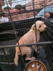 Found/Stray Male Dog last seen 11th and Pine Ave., Long Beach, CA 90813