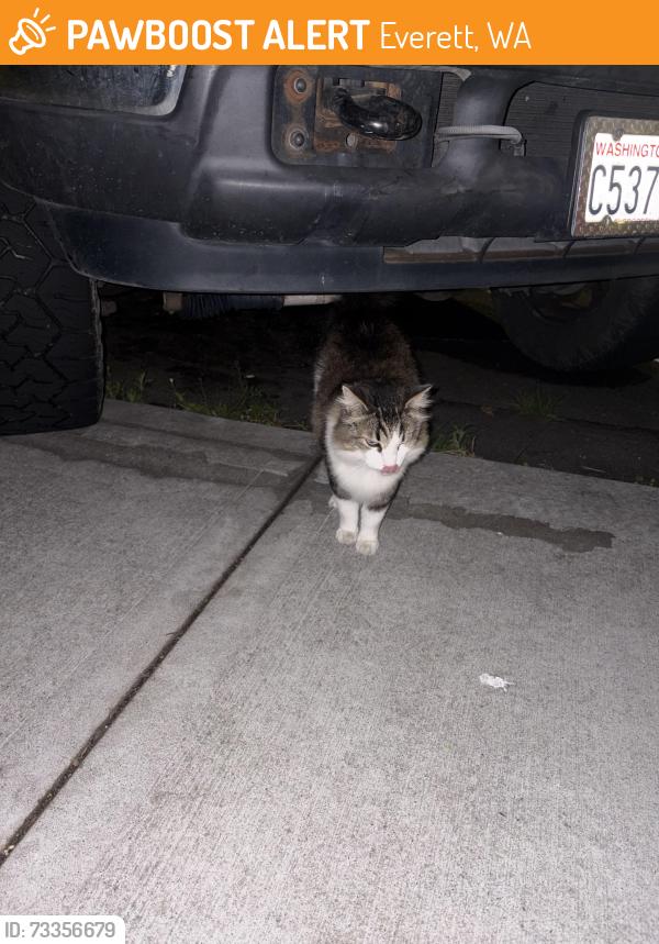 Found/Stray Unknown Cat last seen Nimbus apmts, Everett, WA 98201