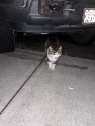 Found/Stray Unknown Cat last seen Nimbus apmts, Everett, WA 98201