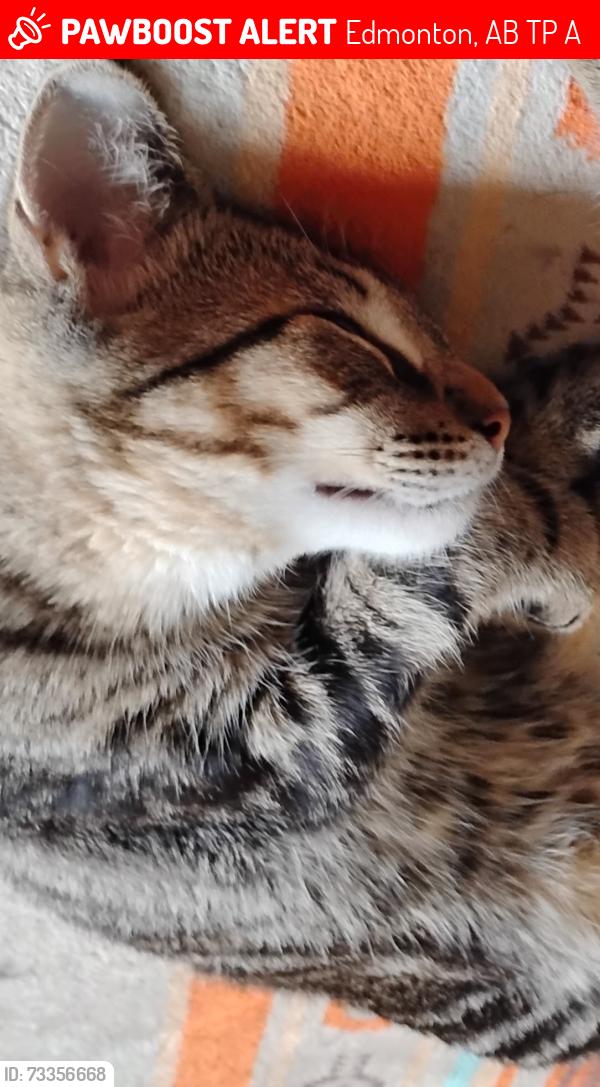 Lost Male Cat last seen Near 95 ave, Edmonton, AB T5P 0A2