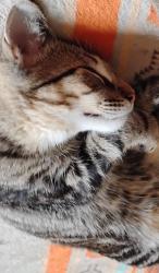 Lost Male Cat last seen Near 95 ave, Edmonton, AB T5P 0A2