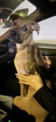 Found/Stray Female Dog last seen Osborne St, Garrick Ave by Hasen Dam Park near the freeway, Los Angeles, CA 91342