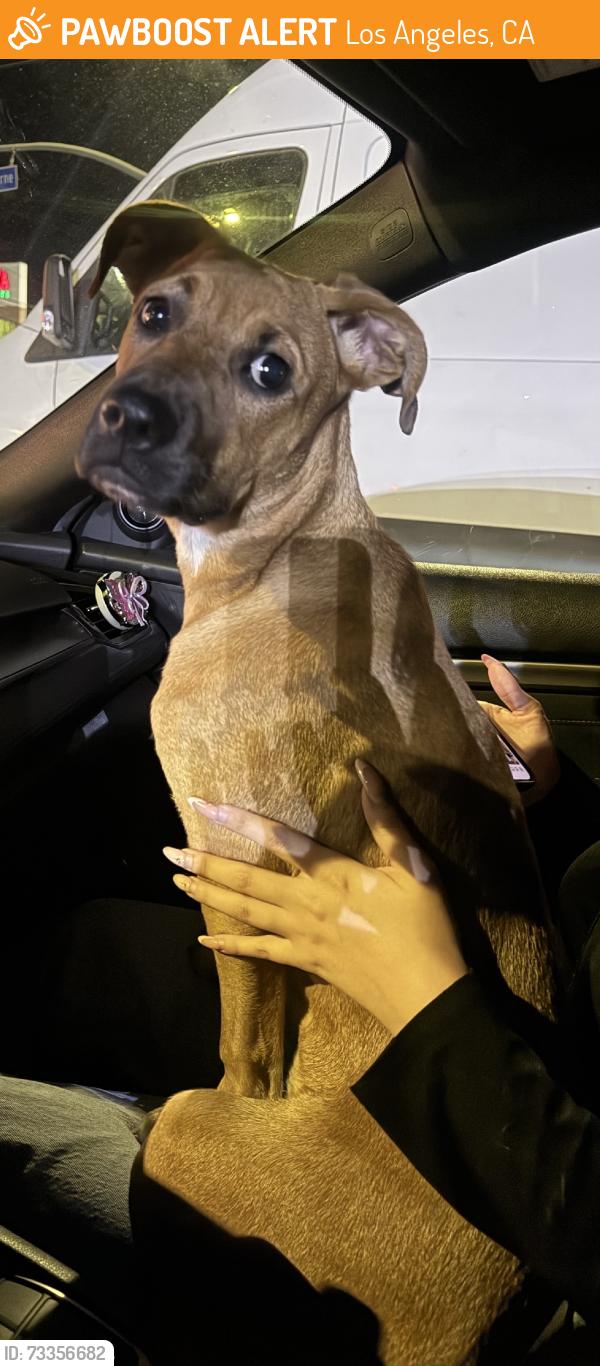 Found/Stray Female Dog last seen Osborne St, Garrick Ave by Hasen Dam Park near the freeway, Los Angeles, CA 91342