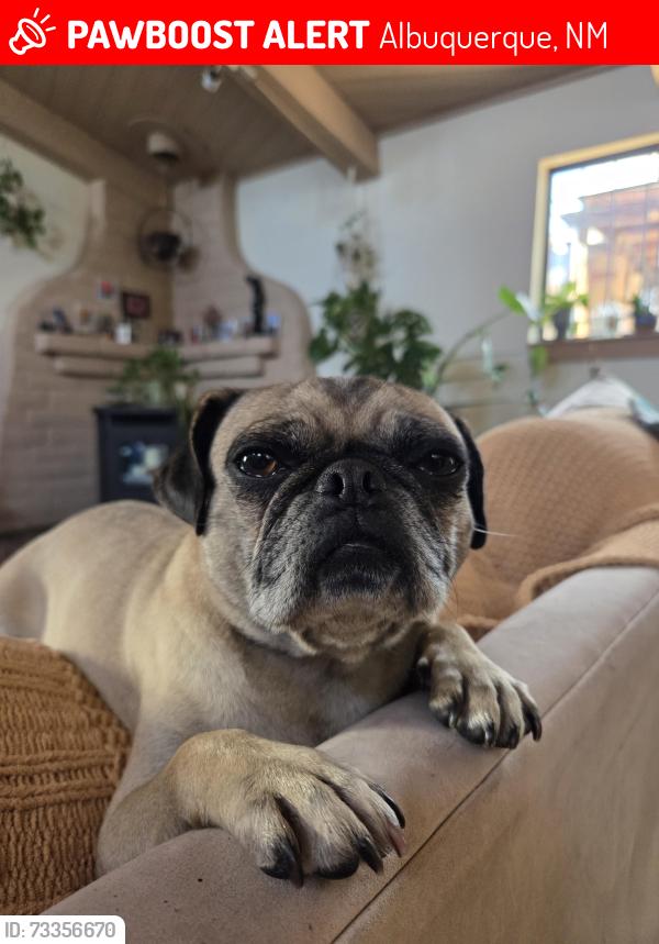 Lost Female Dog last seen By the park on Pennsylvania and Constitution, Albuquerque, NM 87110