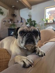 Lost Female Dog last seen By the park on Pennsylvania and Constitution, Albuquerque, NM 87110