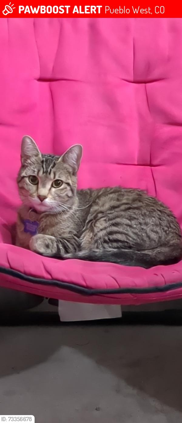 Lost Female Cat last seen Joe Martinez Blvd and Aguilar Drive, Pueblo West, CO 81007