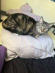 Reunited Female Cat last seen Near Telegraph Rd, Downey, CA 90240, USA, Downey, CA 90240