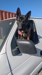 Lost Male Dog last seen Evergreen, Duncan, Piñon Hills, CA 92372
