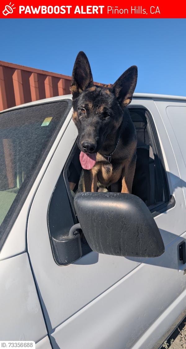 Lost Male Dog last seen Evergreen, Duncan, Piñon Hills, CA 92372