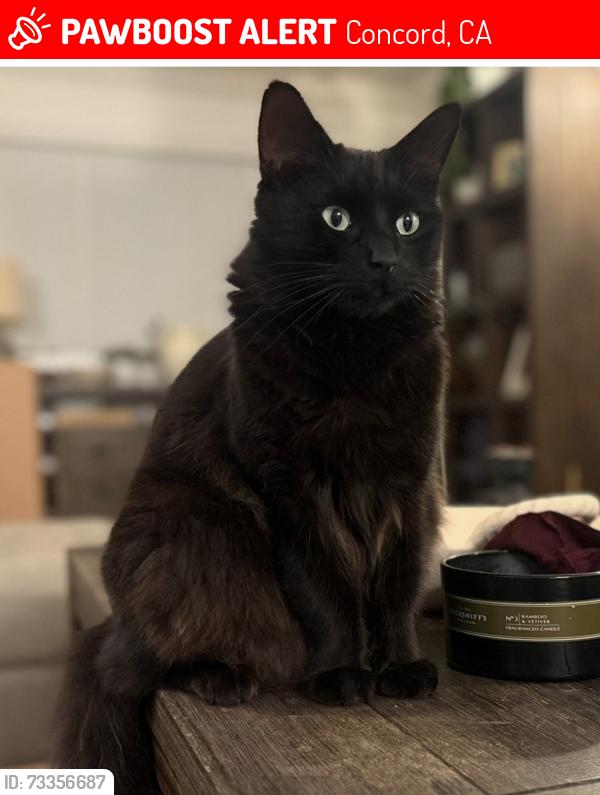 Lost Male Cat last seen Solano way and hilltop, Concord, CA 94520