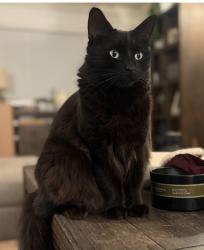 Lost Male Cat last seen Solano way and hilltop, Concord, CA 94520
