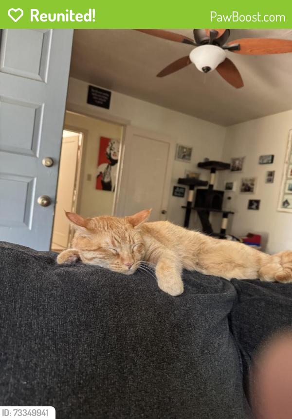 Reunited Male Cat last seen Victor Ave or San Tomas Aquino, Campbell, CA 95008