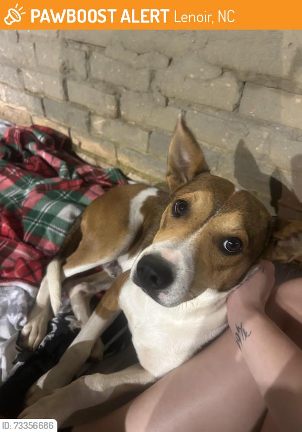 Found/Stray Male Dog last seen Blue Bell parking lot, Lenoir, NC 28645