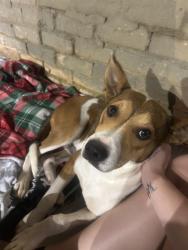 Found/Stray Male Dog last seen Blue Bell parking lot, Lenoir, NC 28645