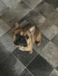 Reunited Male Dog last seen 1385/ Strittmatter, Pilot Point, TX 76258