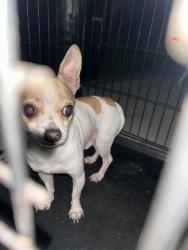 Reunited Male Dog last seen Gridley Rd & Ferina St, Norwalk, CA 90650