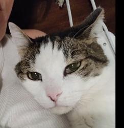 Reunited Male Cat last seen Van Nuys and Vanowen, Los Angeles, CA 91405