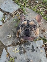 Reunited Male Dog last seen 1385/strittmatter, Pilot Point, TX 76258