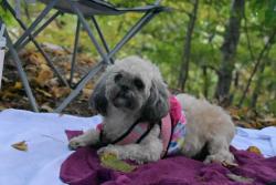 Lost Female Dog last seen Honeysuckle Cir and West Pike Street, Lawrenceville, GA 30046