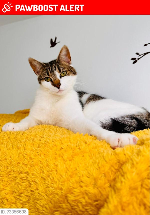 Lost Male Cat last seen Stoney Road, Grundisburgh, England IP13 6SJ