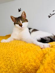 Lost Male Cat last seen Stoney Road, Grundisburgh, England IP13 6SJ
