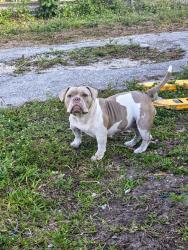 Lost Female Dog last seen Haverhill Rd & Mobilaire Dr, West Palm Beach, FL 33417