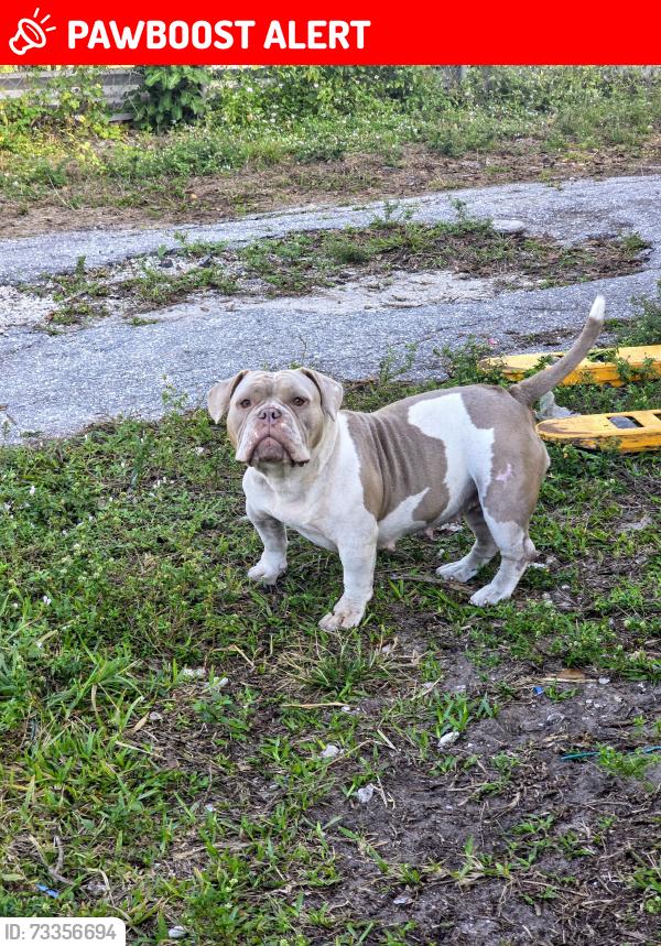 Lost Female Dog last seen Haverhill Rd & Mobilaire Dr, West Palm Beach, FL 33417