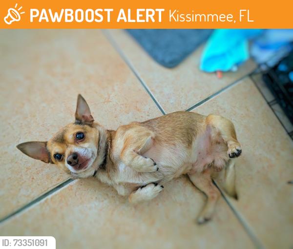 Found/Stray Male Dog last seen Country Creek ests, Kissimmee, FL 34746