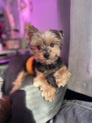 Reunited Male Dog last seen Near Country Roads Cir, Stockbridge, GA 30281, USA, Stockbridge, GA 30281