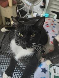 Lost Female Cat last seen Bruce b downs Blvd, Tampa, FL 33613