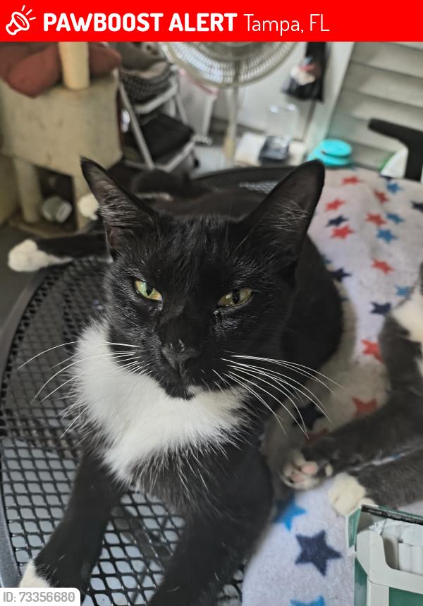 Lost Female Cat last seen Bruce b downs Blvd, Tampa, FL 33613