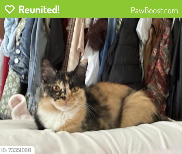 Reunited Female Cat last seen Meadow View Elementary School, Santa Rosa, CA 95407