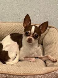 Found/Stray Unknown Dog last seen MCCowan and Lawrence, Toronto, ON M1H 1J1