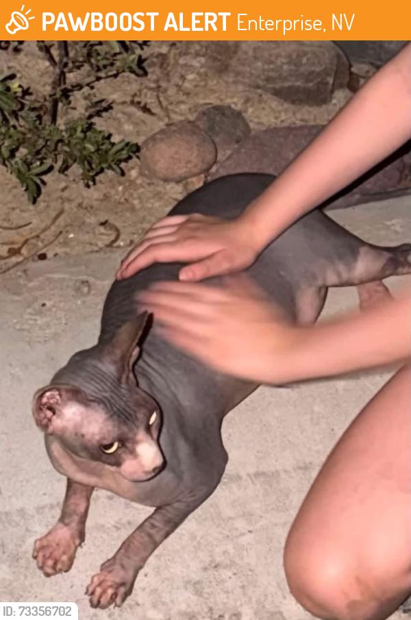 Found/Stray Male Cat last seen Warm springs and Las Vegas blvd, Enterprise, NV 89119