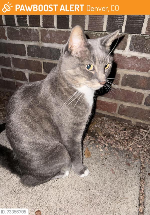 Found/Stray Unknown Cat last seen 5th and Gilpin, Denver, CO 80218