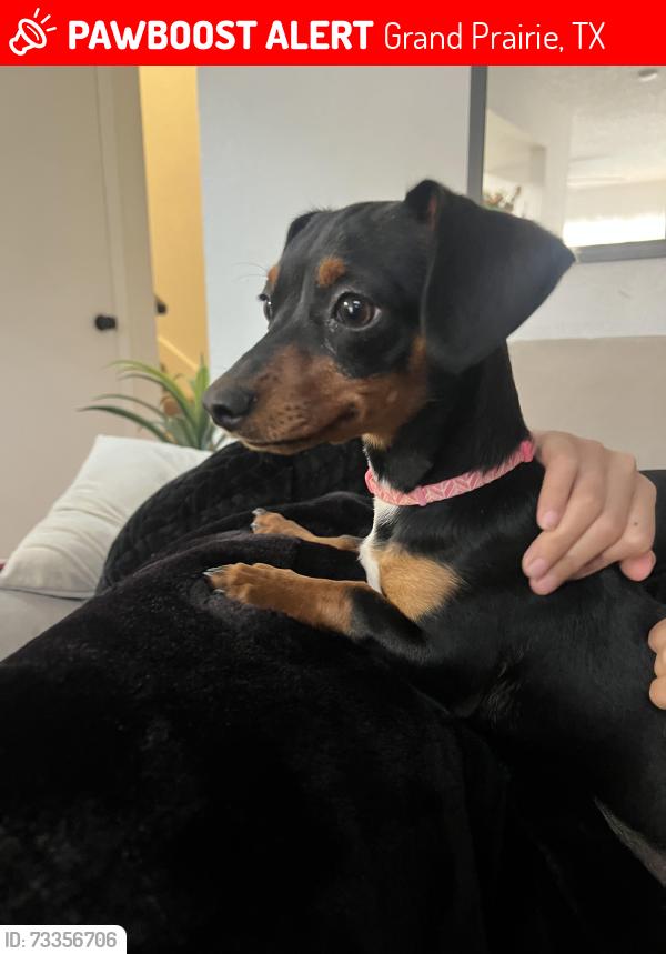 Lost Female Dog last seen apmts, Grand Prairie, TX 75051