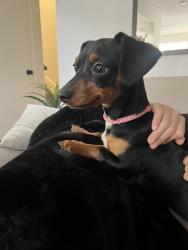 Lost Female Dog last seen apmts, Grand Prairie, TX 75051
