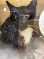 Shelter Stray Female Cat last seen , 957 N Gaffey St, San Pedro, CA 90731, USA