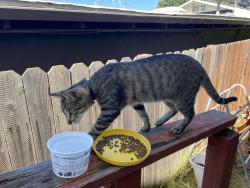 Found/Stray Unknown Cat last seen 98th and Lawlor, Oakland, CA 94603