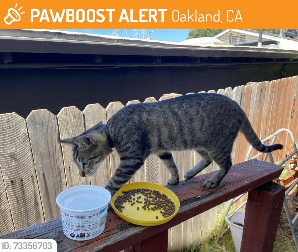 Found/Stray Unknown Cat last seen 98th and Lawlor, Oakland, CA 94603