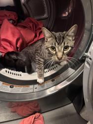 Lost Male Cat last seen Norwood court and plateau BLVD, Coquitlam, BC V3E 3R3