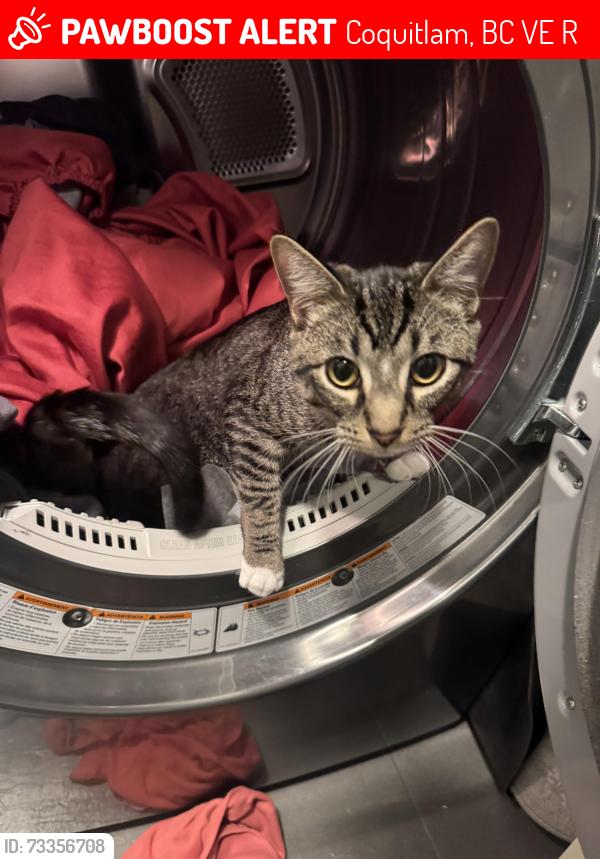 Lost Male Cat last seen Norwood court and plateau BLVD, Coquitlam, BC V3E 3R3