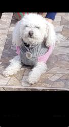 Lost Female Dog last seen Hopland, chumach, Victorville, CA 92394