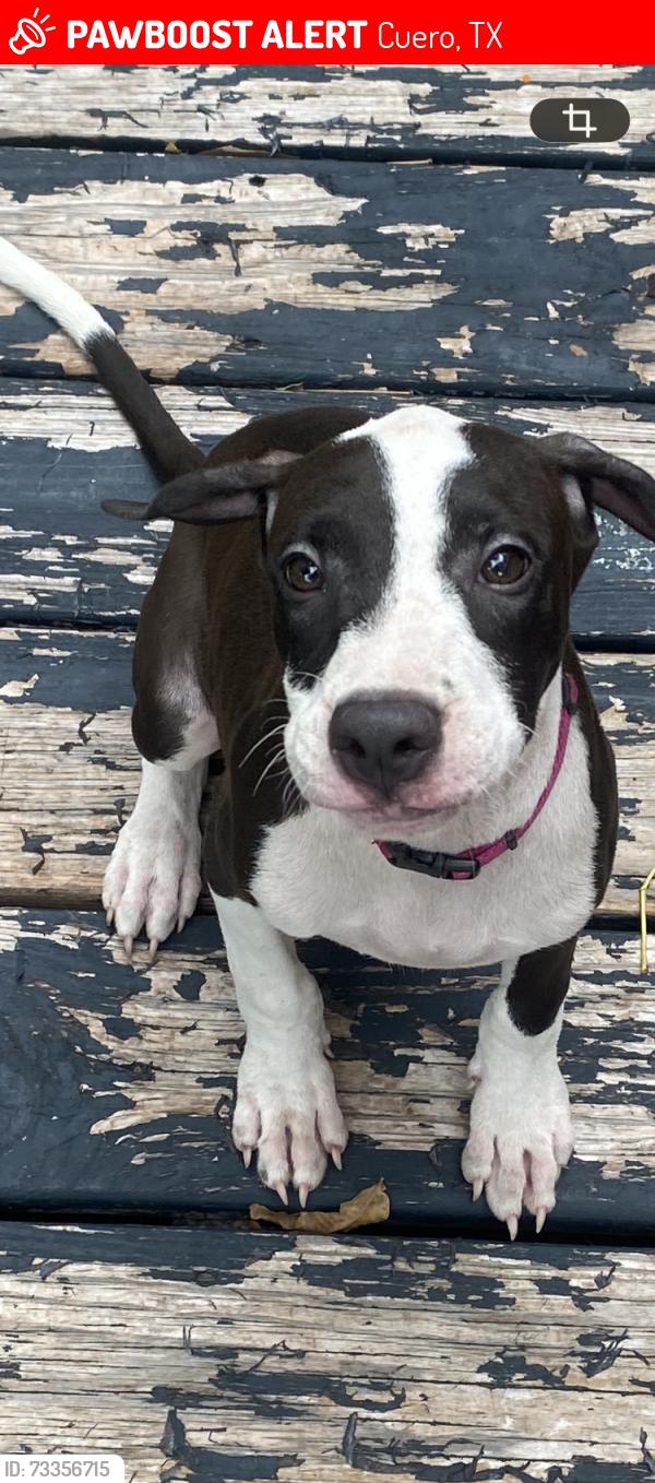 Lost Female Dog last seen Cuero Texas, Cuero, TX 77954